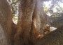 Imge of The Man in the Baobabs
