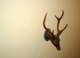 Imge of Buck on the Wall