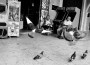 Imge of Alien Pigeons' Raid Over Social Club Arcade