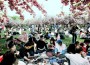 Imge of Cherry Blossom Festival